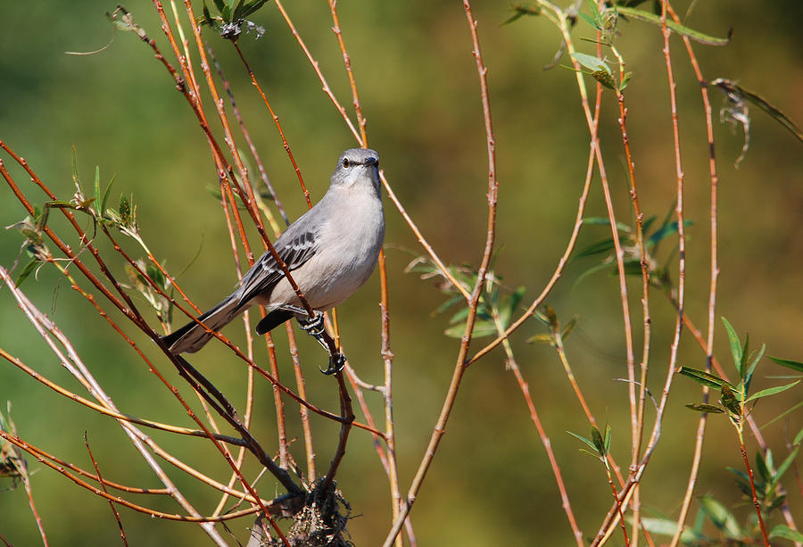 Northern Mockingbird #1 Photograph by Perry Van Munster