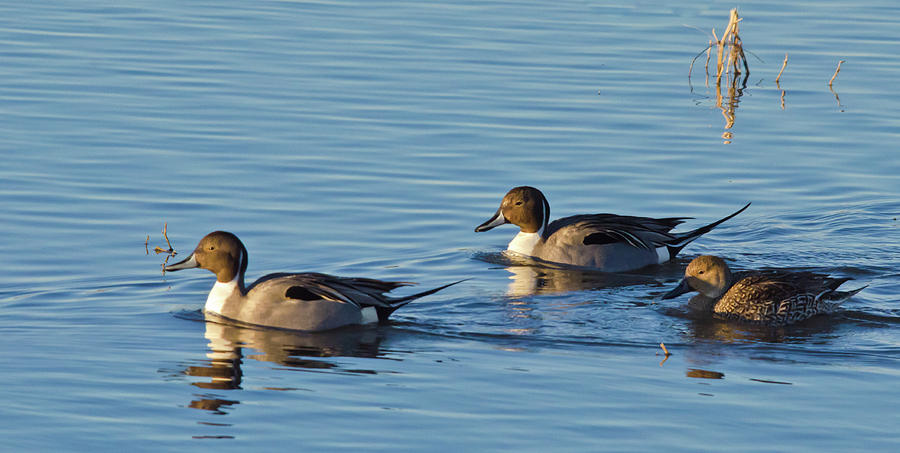 Northern Pintail Courtship #1 Photograph by Harry Strharsky