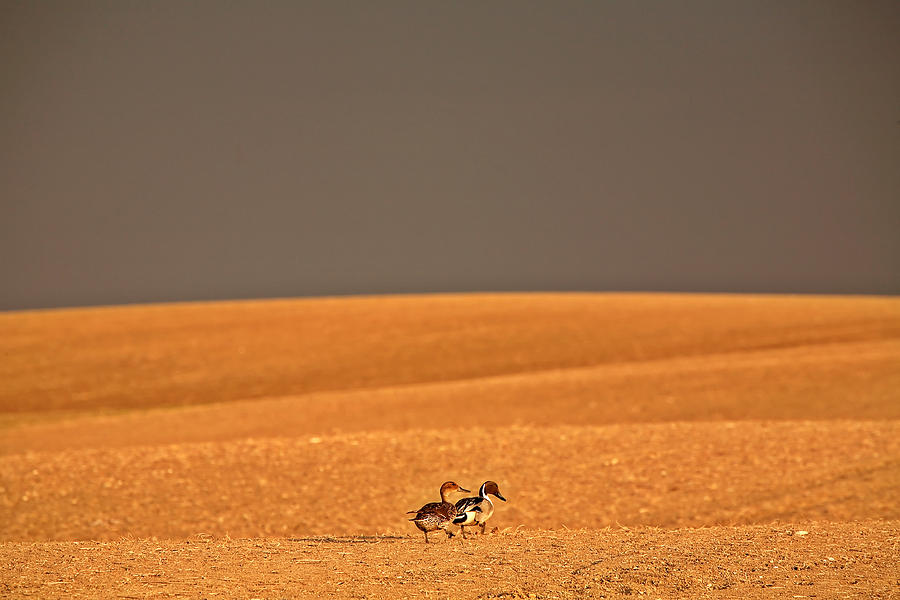 Duck Photograph - Northern Pintail pair out walking in Saskatchewan field #1 by Mark Duffy