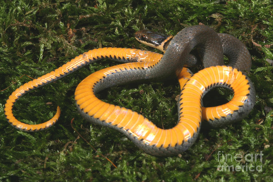 Animal Photograph - Northern Ringneck Snake #1 by Ted Kinsman
