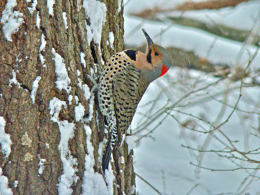 Woodpecker Photograph - Northern Yellow Shafted Flicker - Colaptes auratus #1 by Carol Senske