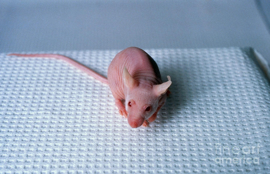 Nude Mouse #1 Photograph by Science Source