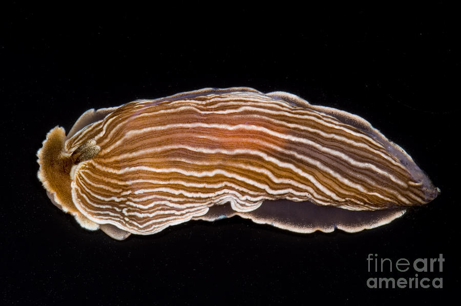 Fish Photograph - Nudibranch #1 by Dante Fenolio