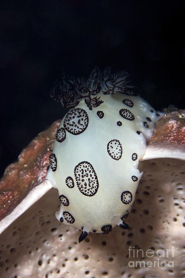 Nudibranch Feeding On A Sponge, Papua #1 Photograph by Terry Moore