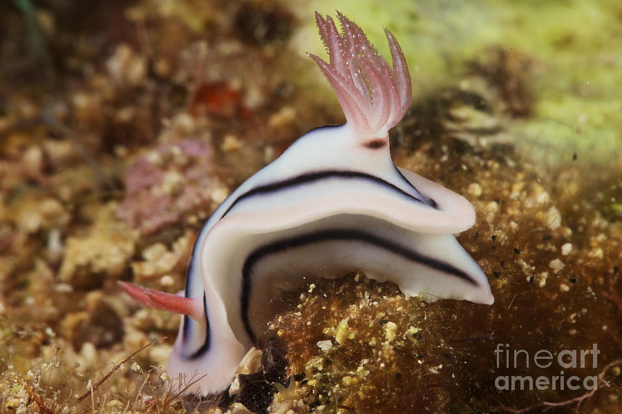 Nudibranch Feeding On The Reef, Fiji #1 Photograph by Terry Moore