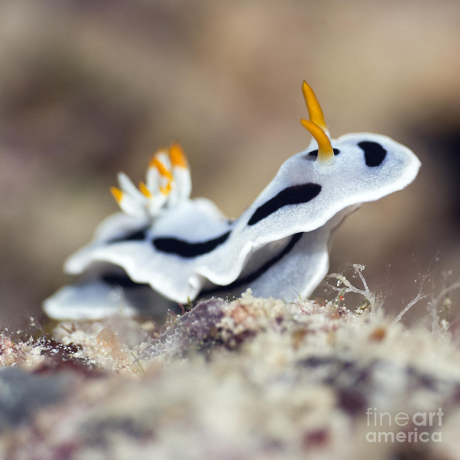 Nature Photograph - Nudibranch #1 by MotHaiBaPhoto Prints