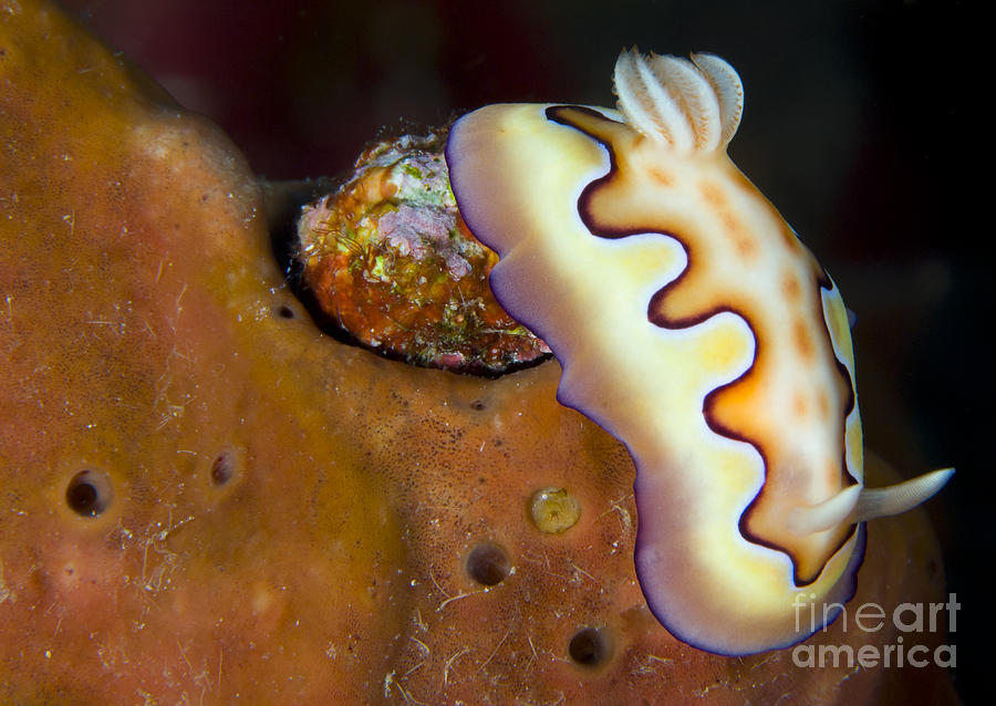 Nudibranch On Orange Sponge, Kimbe Bay #1 Photograph by Steve Jones