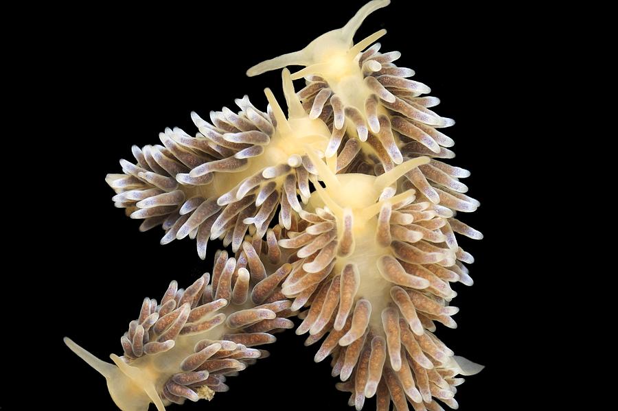 Nudibranchs Photograph By Alexander Semenov Pixels