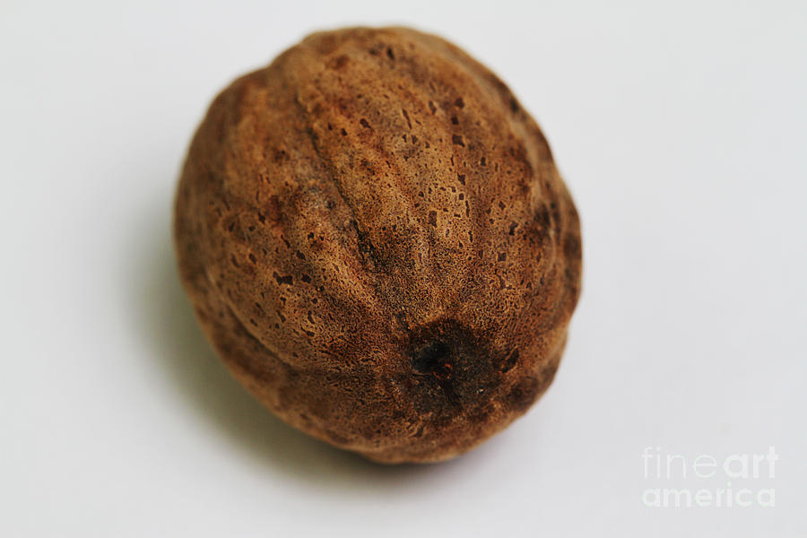 Nutmeg Seed Kernel #1 Photograph by Photo Researchers, Inc.