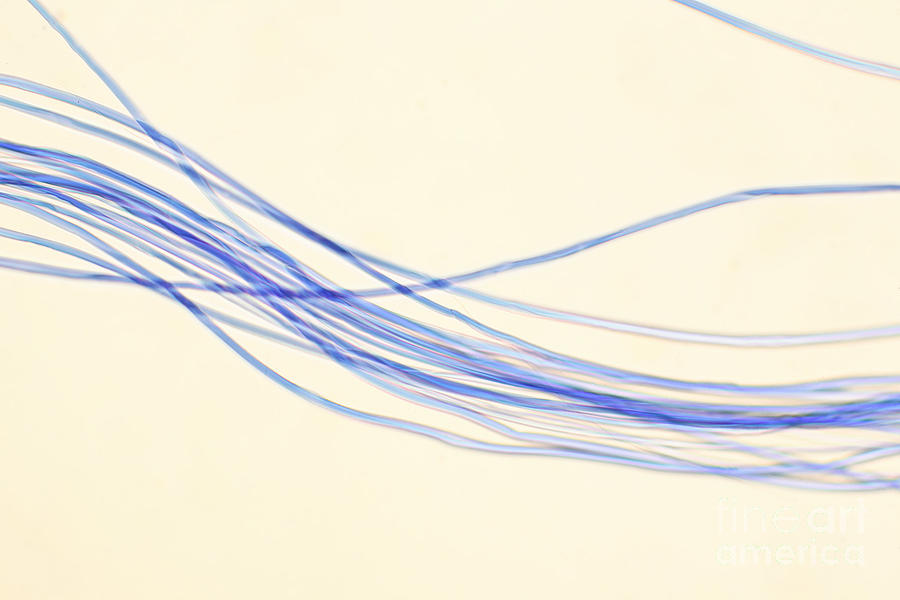 Nylon Fibers #1 Photograph by Ted Kinsman