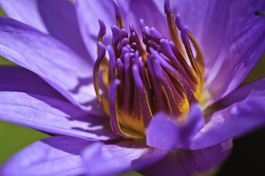 Nymphaea 'Panama Pacific' Photograph by Perla Copernik - Fine Art America