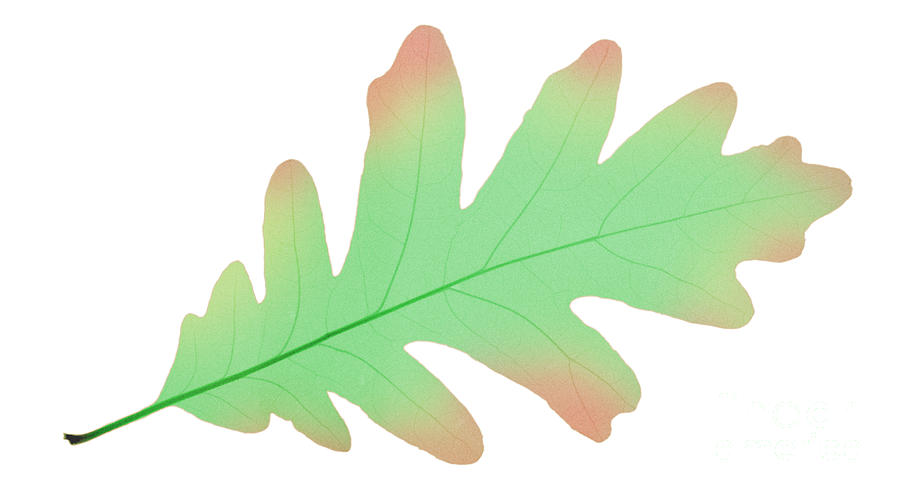 Oak Leaf, X-ray #1 Photograph by Ted Kinsman