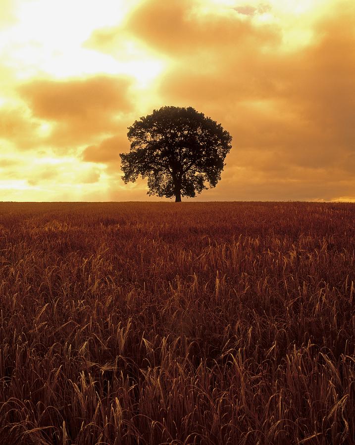 Oak Tree In A Barley Field, Ireland Photograph by The Irish Image ...