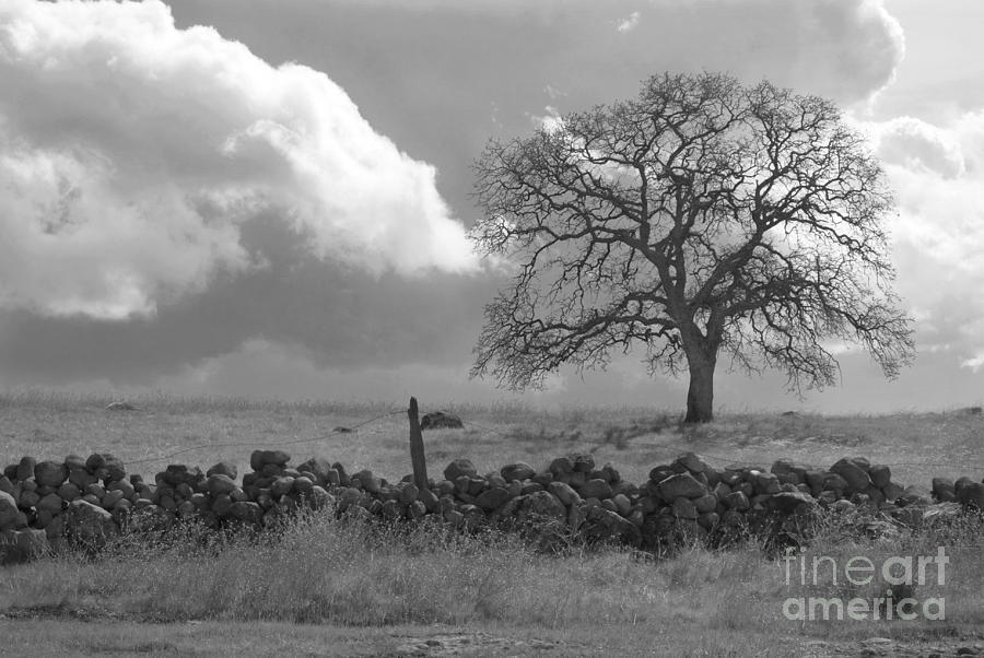 Oak Tree #1 Photograph by Richard Verkuyl