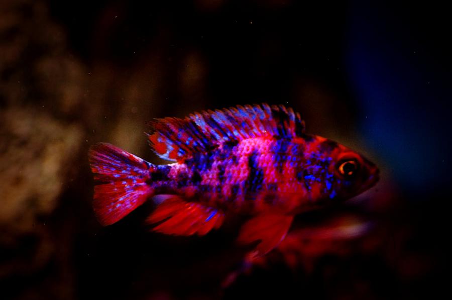 O.b. Peacock Photograph by Gerald Kloss - Fine Art America