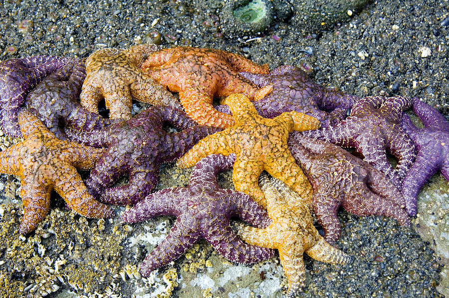 Ochre Sea Stars Photograph by Georgette Douwma - Fine Art America