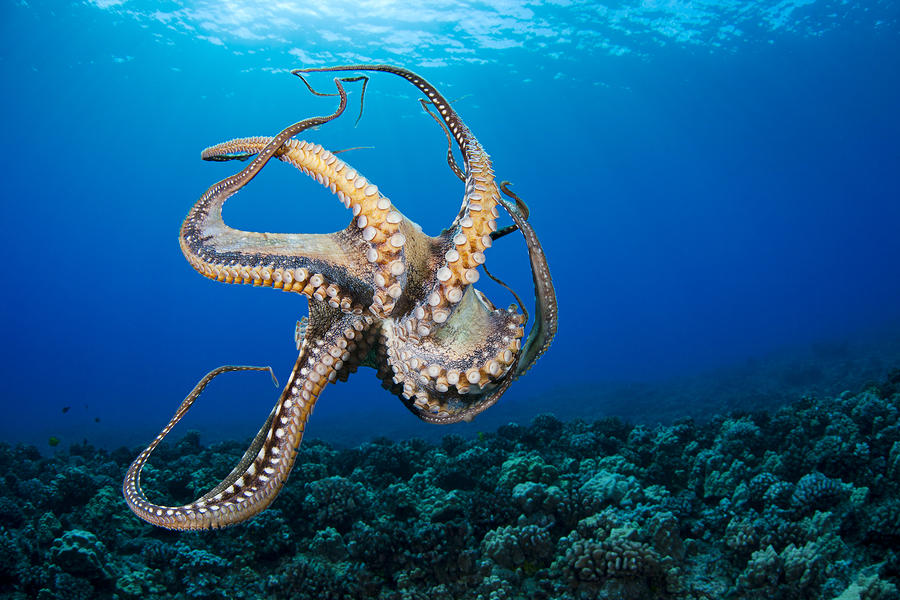 Octopus - Hawaii by Dave Fleetham - Printscapes