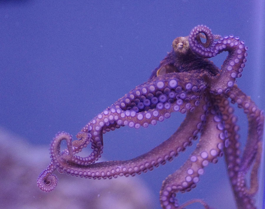 Octopus #2 Photograph by Gerald Kloss