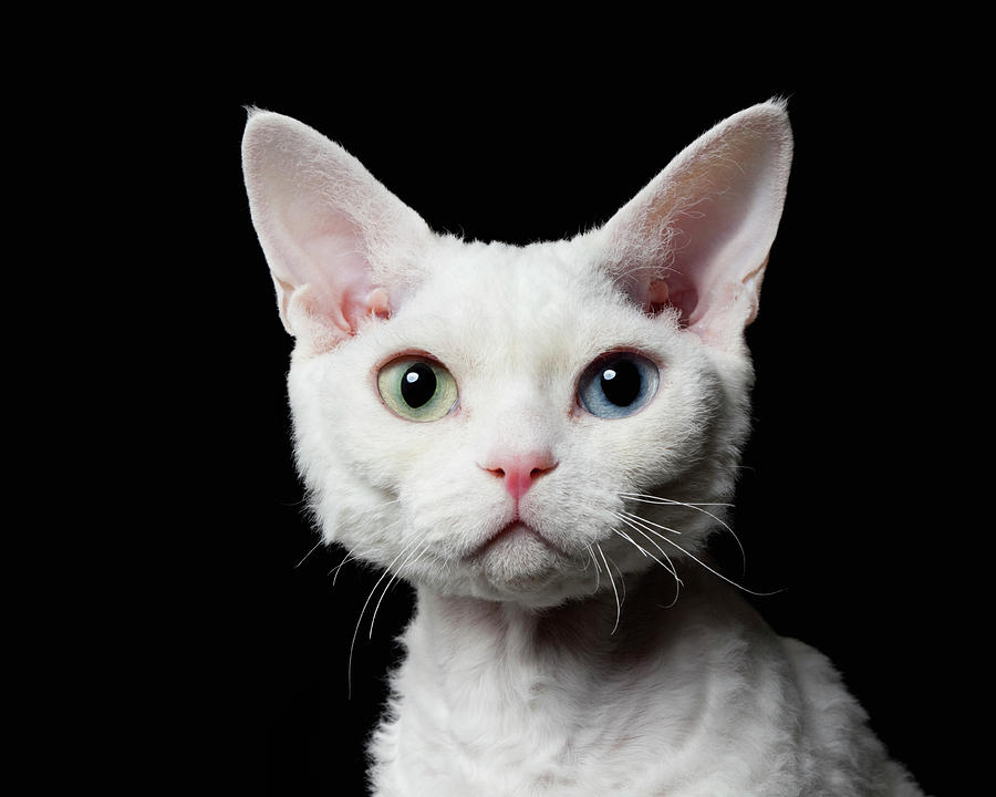 Odd eyed Cat  devon  Rex  Photograph by Ultra f