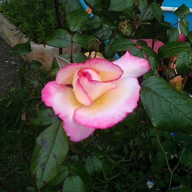 1 Of 2 Roses On The Bush Photograph by Amy  Peck