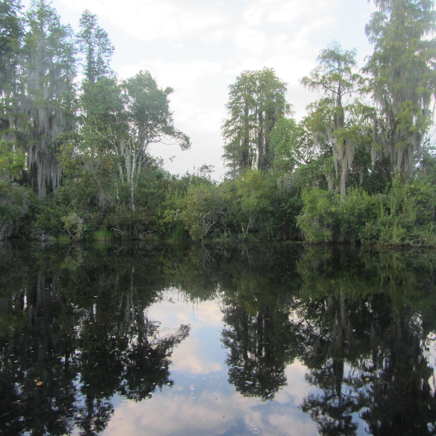 Lily Photograph - Okefenokee Swamp 18 by Cathy Lindsey