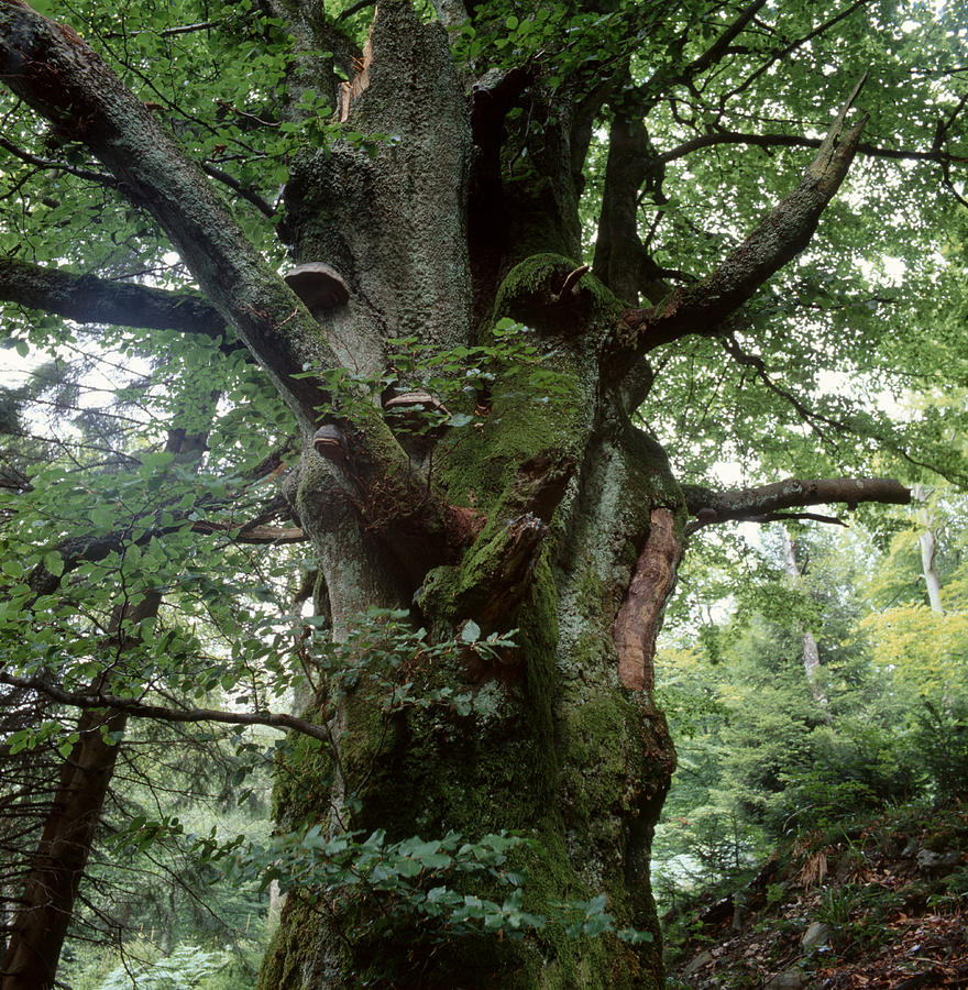 Old beech tree #1 Photograph by Ulrich Kunst And Bettina Scheidulin