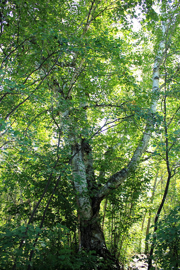 Old Birch Tree #1 Photograph by Jim Sauchyn