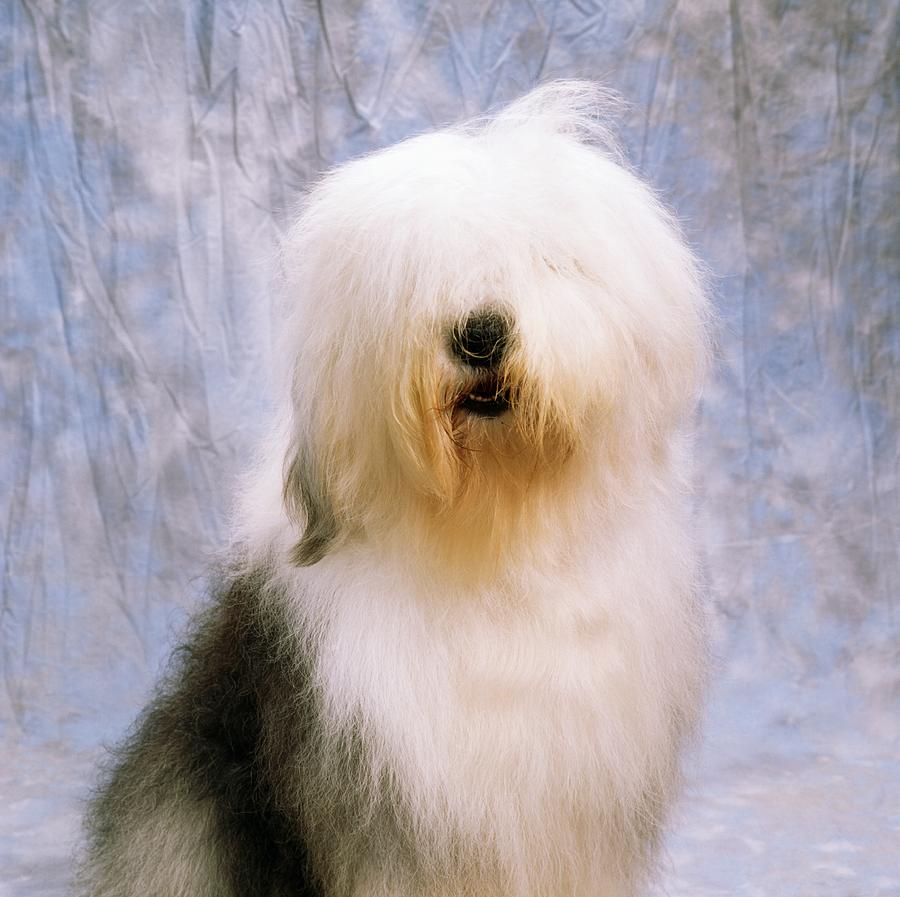 Dog Photograph - Old English Sheepdog #1 by The Irish Image Collection 