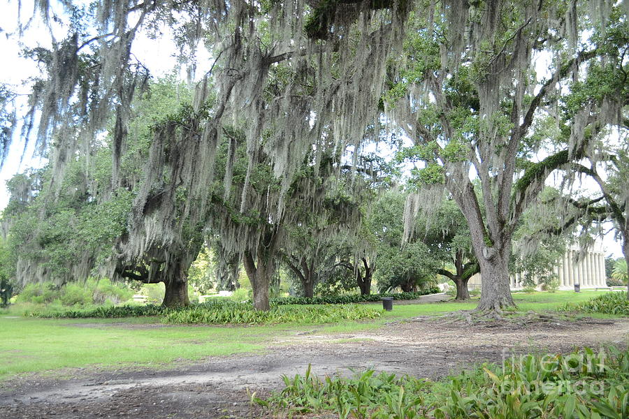 Old Oak tree with moss Photograph by Magdeline Norwood - Fine Art America