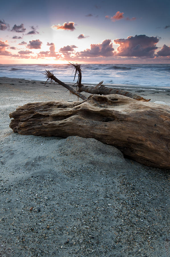 Old tree trunk on a beach  #1 Photograph by U Schade