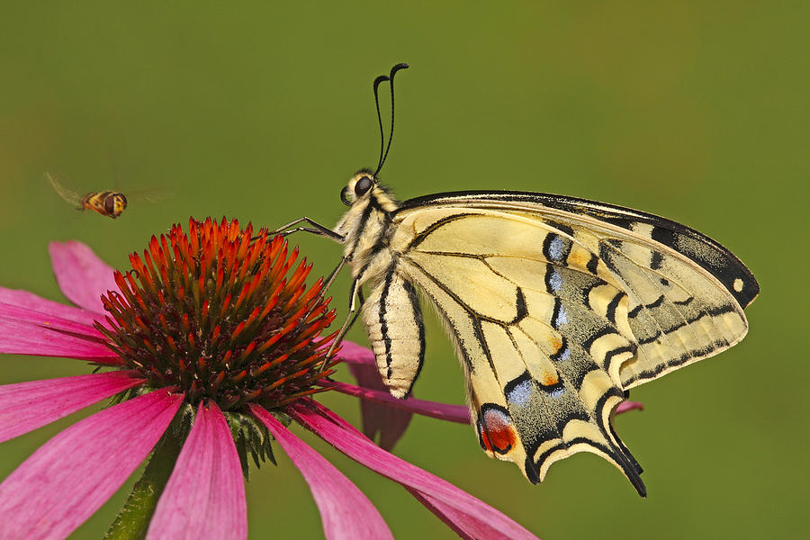 Oldworld Swallowtail Papilio Machaon #1 Photograph by Silvia Reiche
