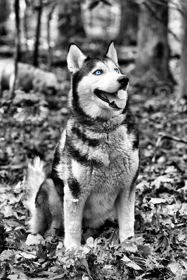Dog Photograph - Ole Blue Eyes #1 by JC Findley