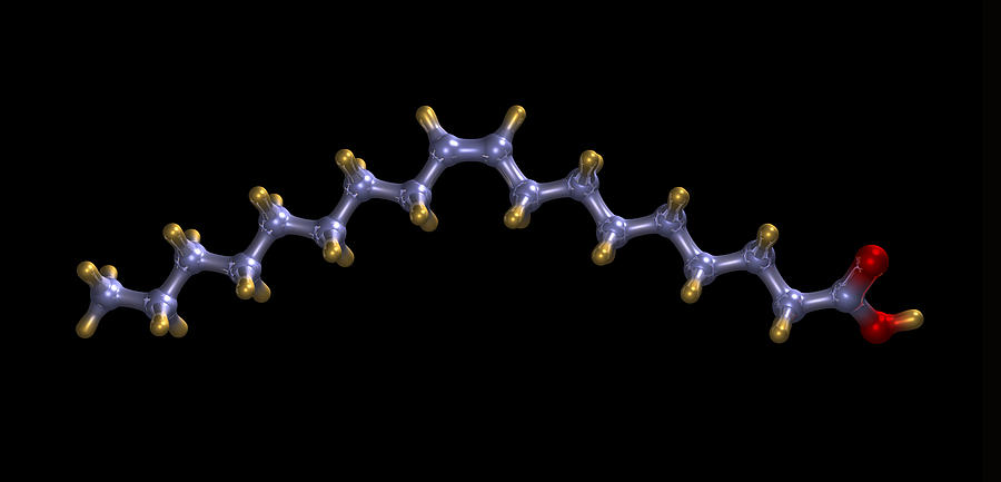 Oleic Acid, Computer Model Photograph by Dr Mark J. Winter