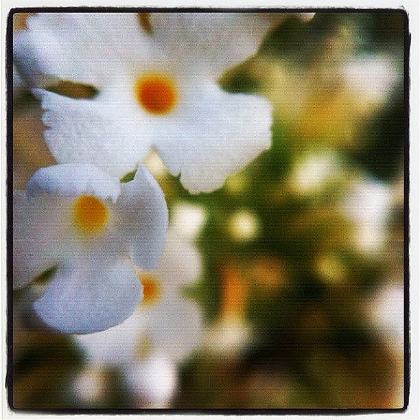 Summer Photograph - #olloclip #olloclipmacro #1 by Mark Gonyea