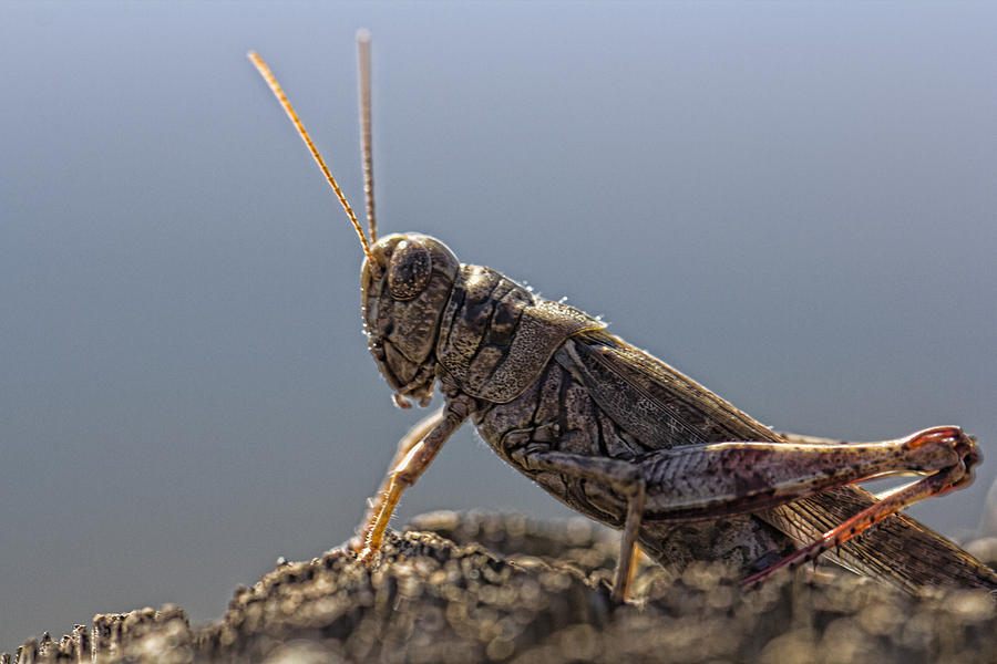 Grasshopper Photograph - On the Alert #1 by Douglas Barnard