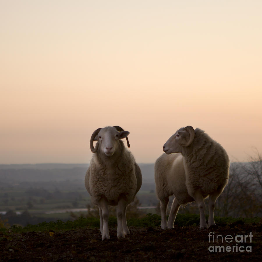 Sheep Photograph - On The Hill #1 by Ang El