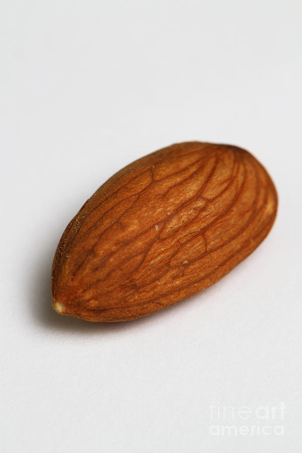 One Almond #1 Photograph by Photo Researchers, Inc.