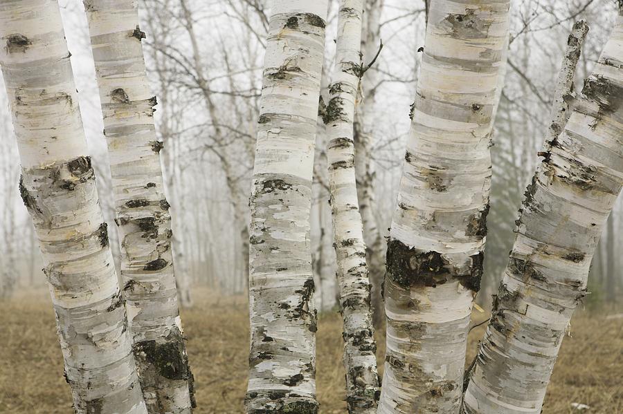 Ontario, Canada Birch Trees In The Fog #1 Photograph by Susan Dykstra