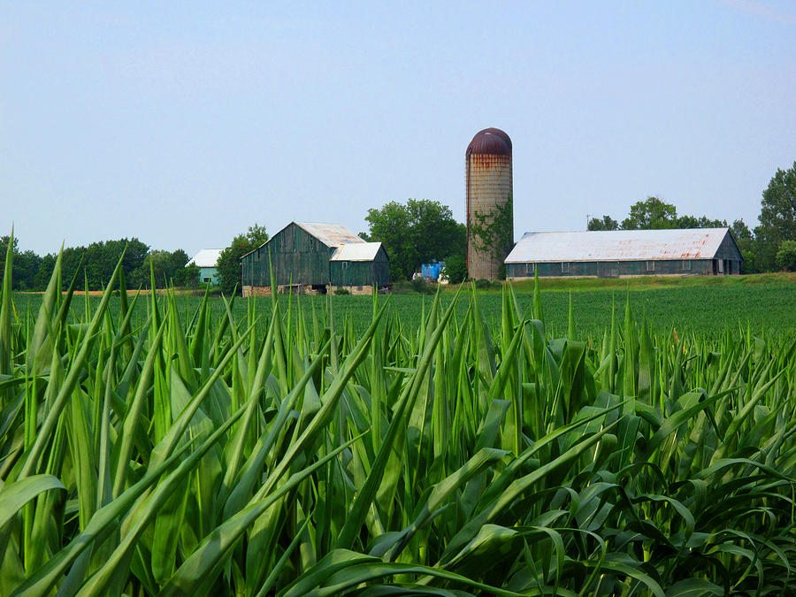 Ontario Farm Photograph by Lyle Crump - Fine Art America