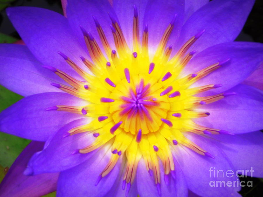 Flower Photograph - Open #1 by Shawna Gibson