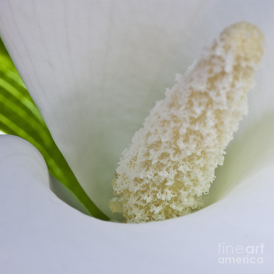 Open white calla lily V #2 Photograph by Heiko Koehrer-Wagner