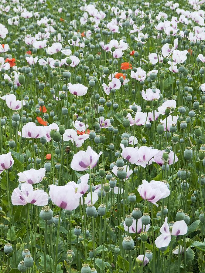 Flower Photograph - Opium Poppies (papaver Somniferum) #1 by Adrian Bicker