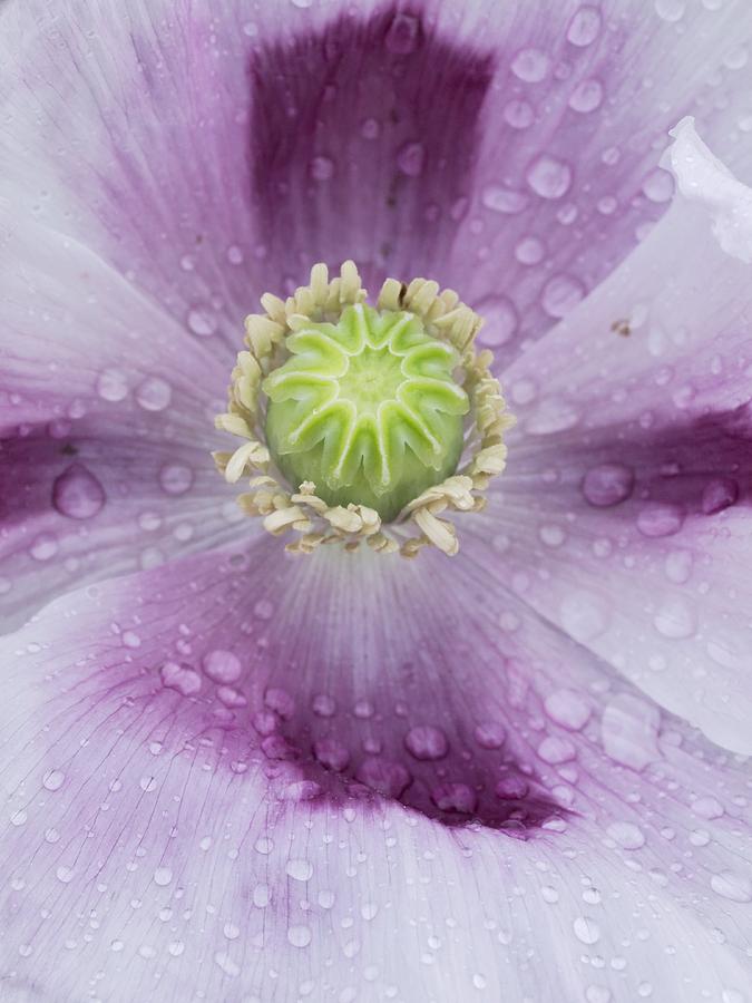 Nature Photograph - Opium Poppy (papaver Somniferum) #1 by Adrian Bicker