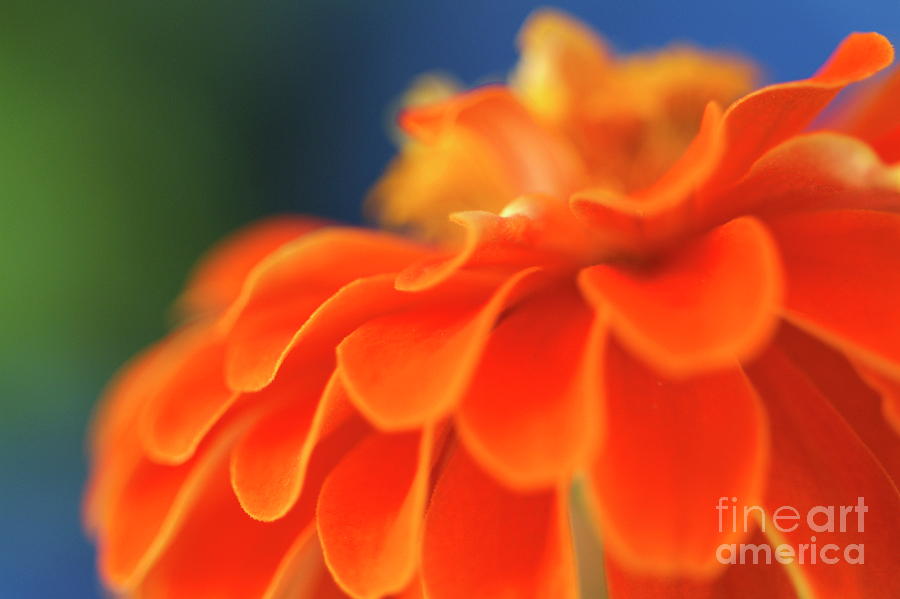 Flower Photograph - Orange common zinnia #1 by Sami Sarkis
