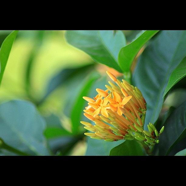 Nature Photograph - Orange Is Delicious, By My Lens #1 by Ahmed Oujan