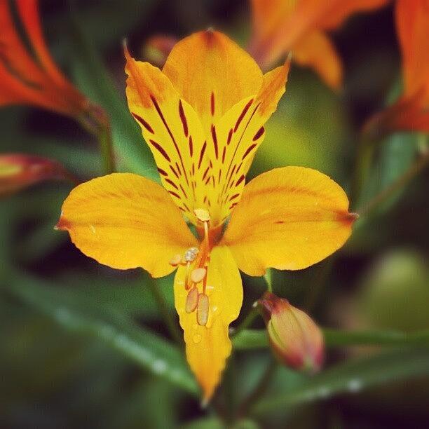 Flowers Still Life Photograph - Orange... #1 by John Mills