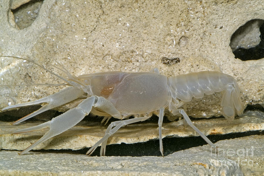 Orange Lake Cave Crayfish #1 Photograph by Dante Fenolio
