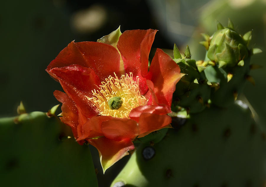 Orange Prickly Pear Blossom Photograph by Saija Lehtonen - Fine Art America