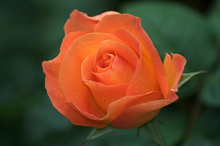 Orange Rose #1 Photograph by Chris Day