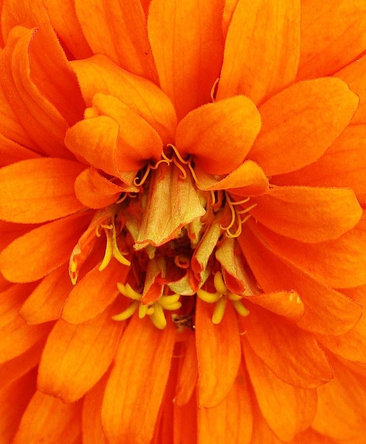 Orange Splendor #1 Photograph by Bruce Bley